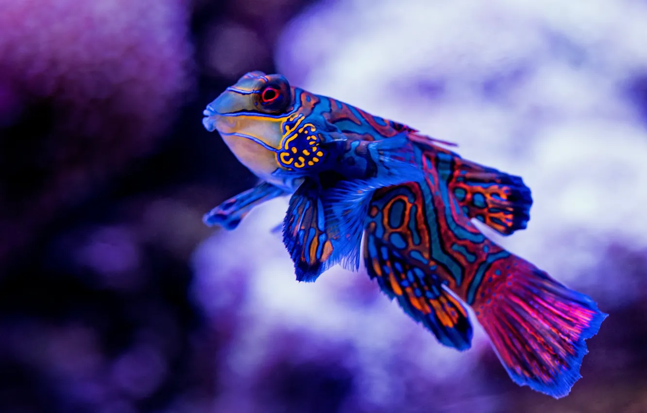 Photo wallpaper fish, fish, tangerine, Synchiropus splendidus, Mandarinfish