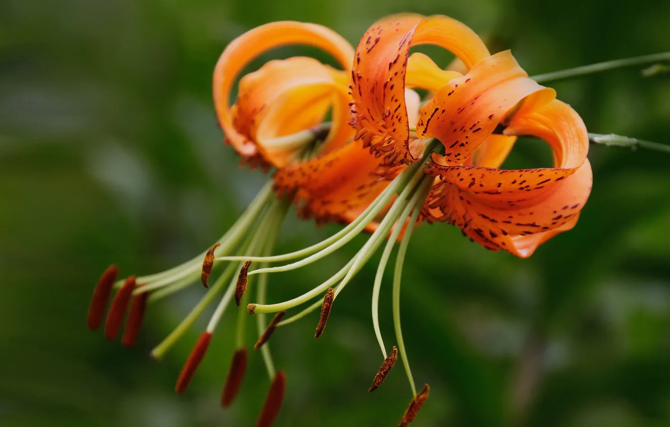 Photo wallpaper macro, Lily, stamens, Tiger Lily