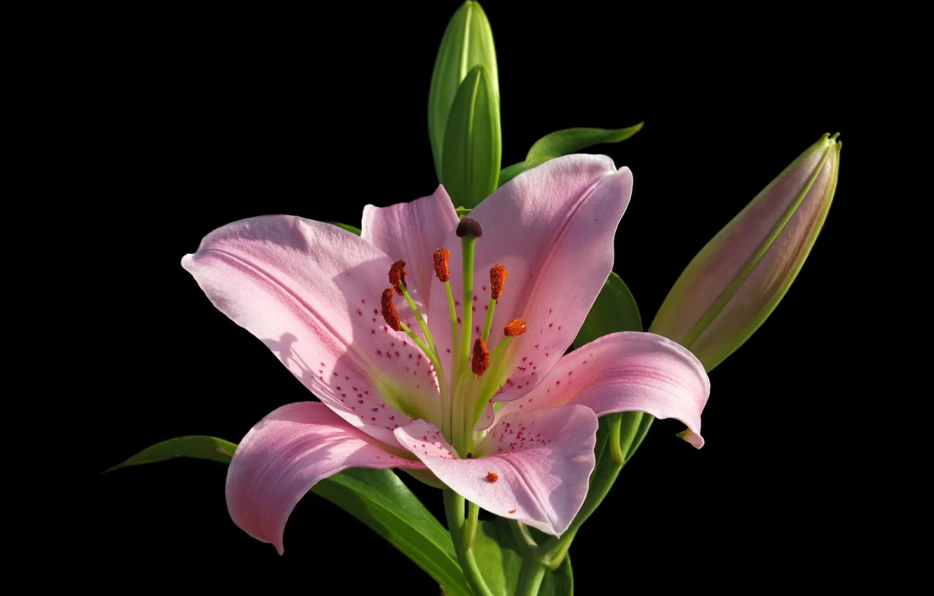 Photo wallpaper flower, macro, background, pink, Lily