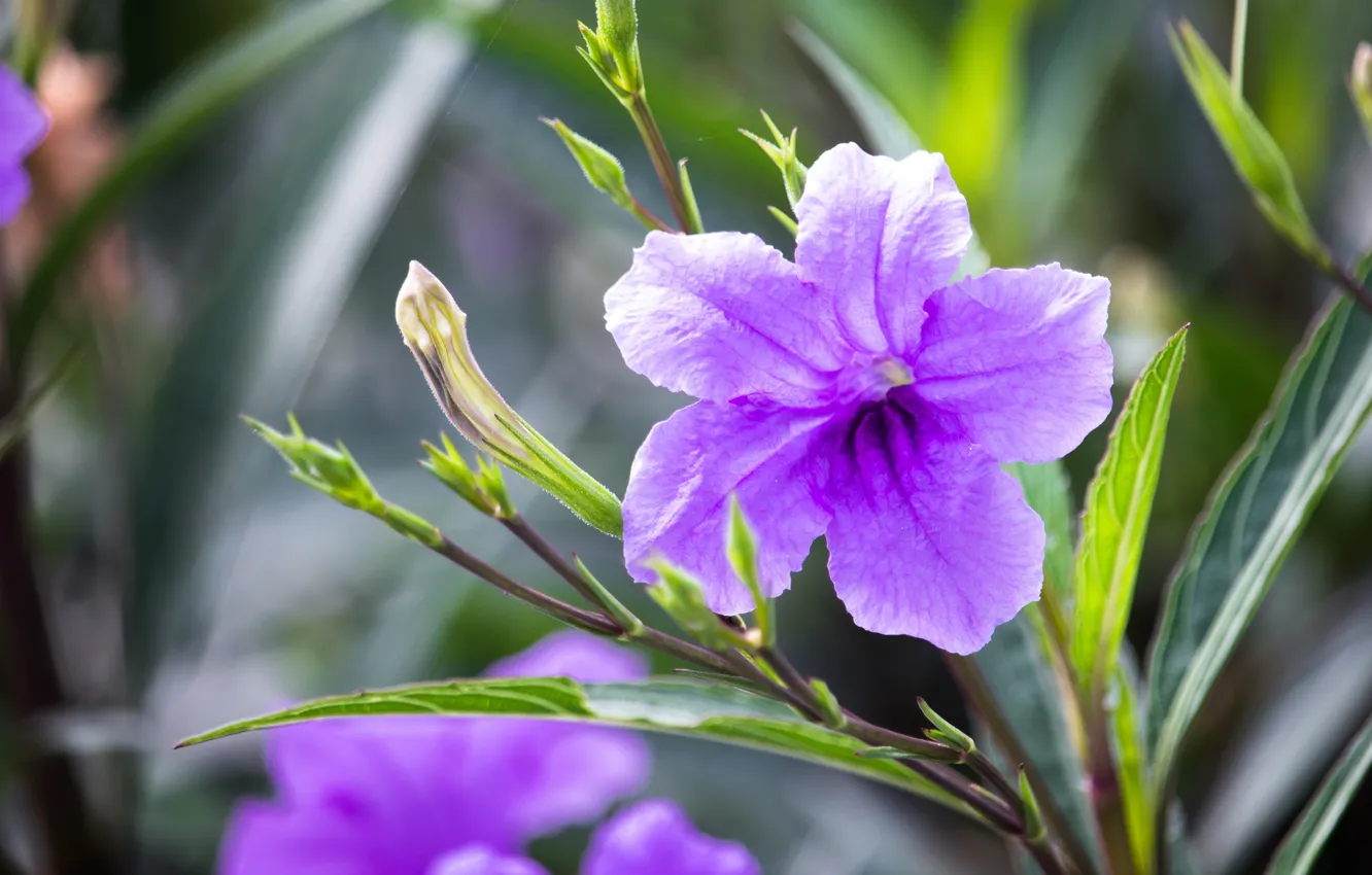 Photo wallpaper summer, leaves, light, flowers, background, garden, purple, lilac