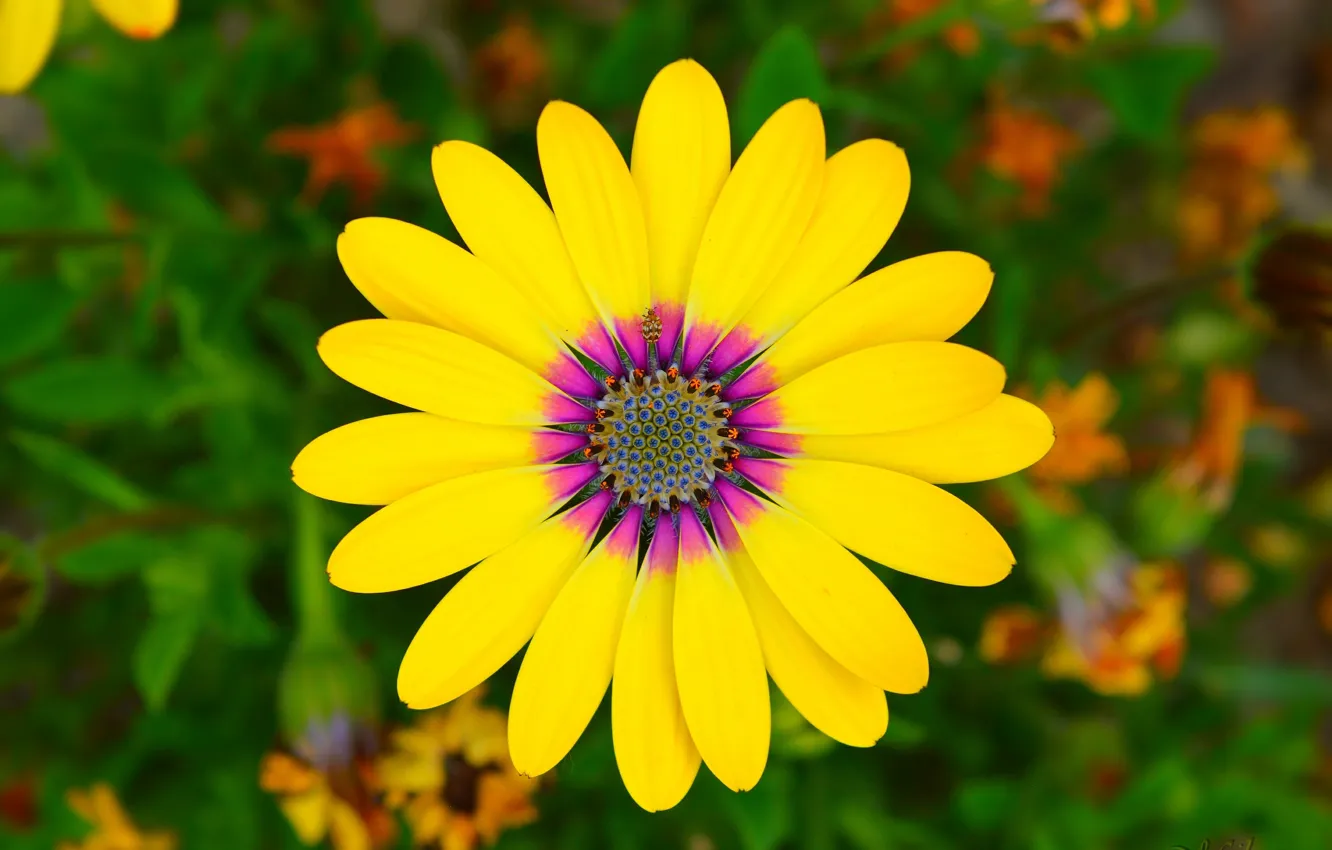 Photo wallpaper macro, macro, Yellow flower, Yellow flower