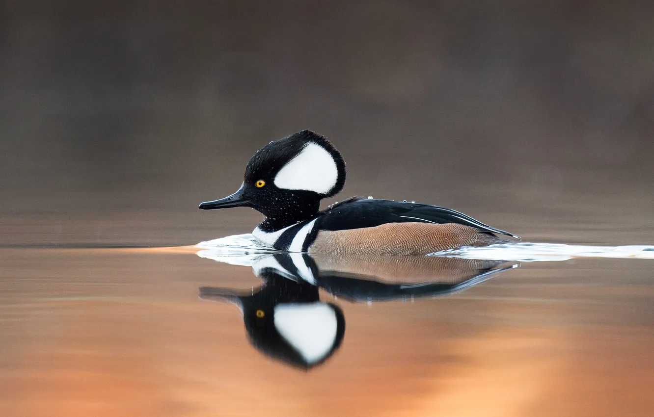Photo wallpaper eyes, lake, reflection, beak, mirror, hooded merganser