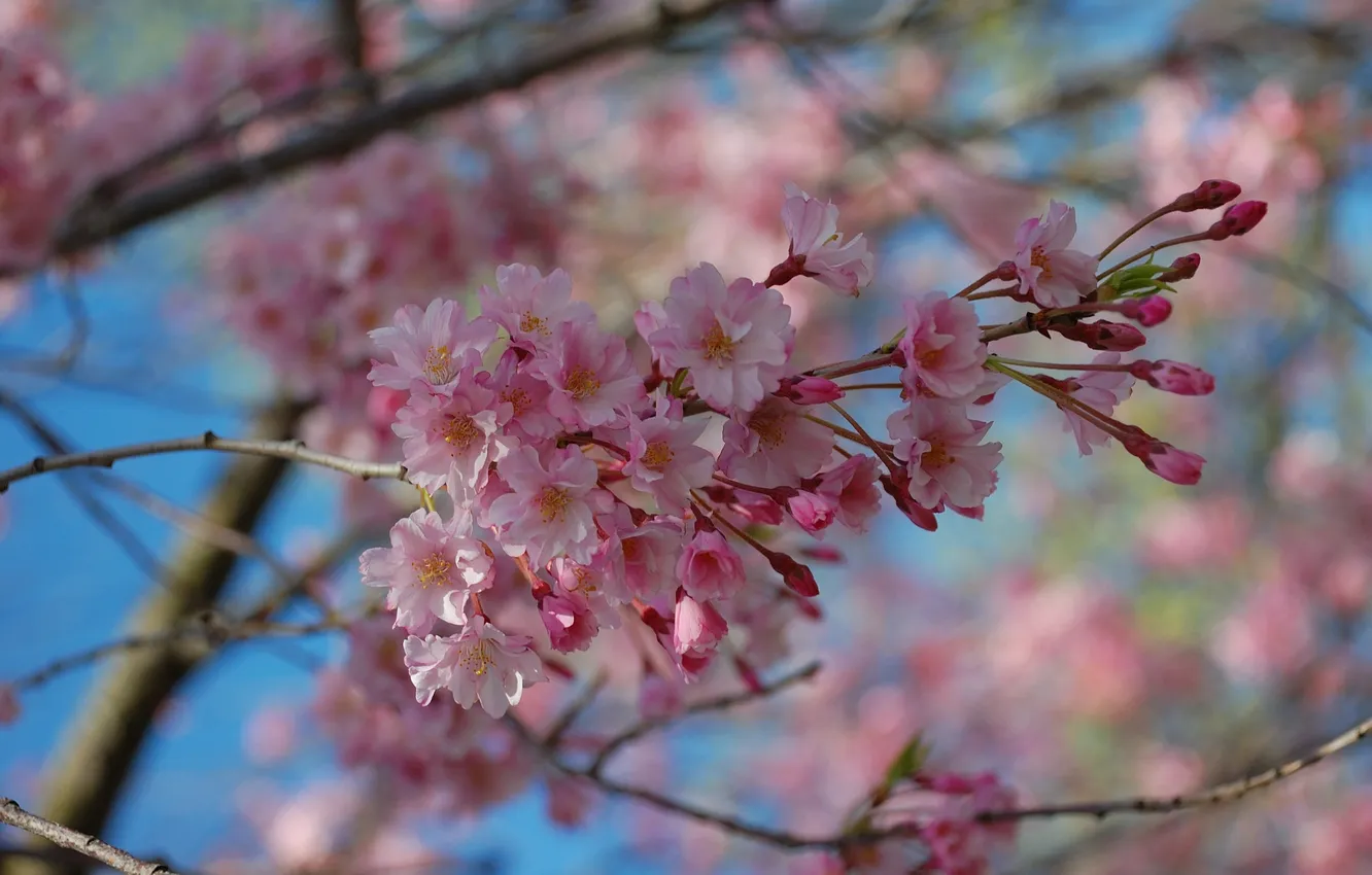 Photo wallpaper the sky, trees, flowers, branches, nature, spring, pink, flowering