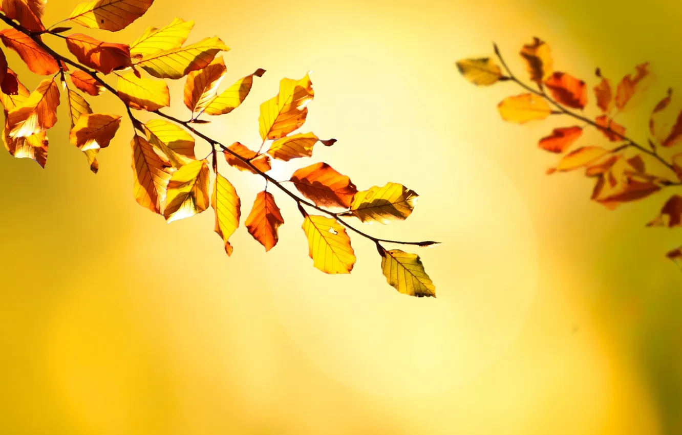 Photo wallpaper autumn, leaves, branch