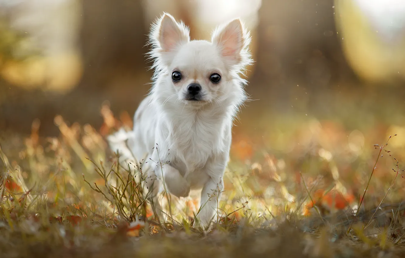 Photo wallpaper grass, light, Chihuahua, doggie, dog