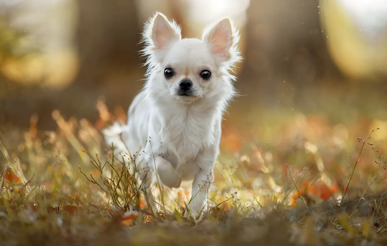 Photo wallpaper grass, light, doggie, Chihuahua, dog
