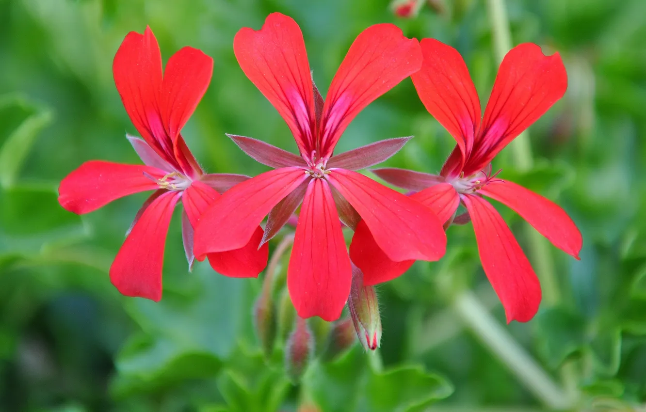 Photo wallpaper flowers, background, bright, pink