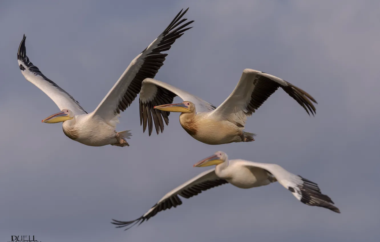 Photo wallpaper birds, flight, pelicans, DUELL ©