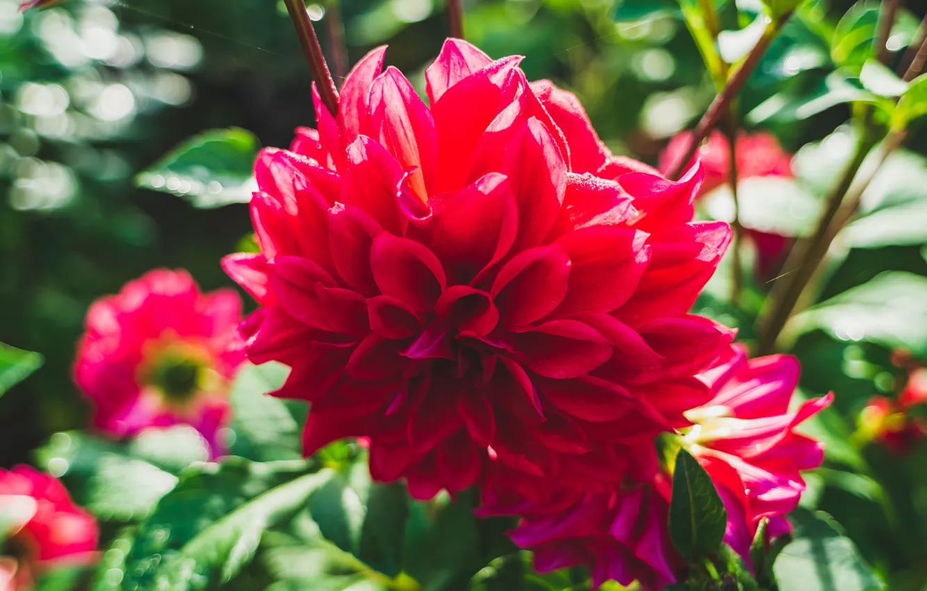 Photo wallpaper red, garden, dahlias