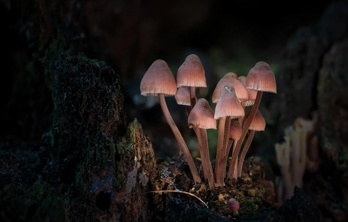 Photo wallpaper mushrooms, family, mushrooms