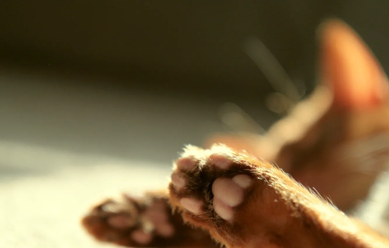 Photo wallpaper paws, Cat, blur