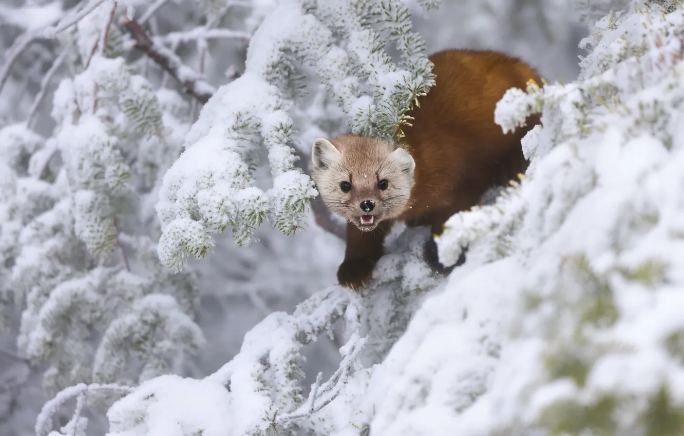Photo wallpaper winter, forest, look, snow, trees, branches, pose, mouth