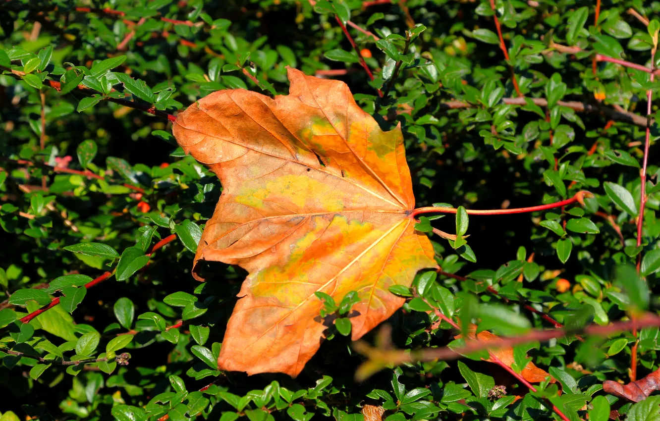 Photo wallpaper yellow, leaf, fall