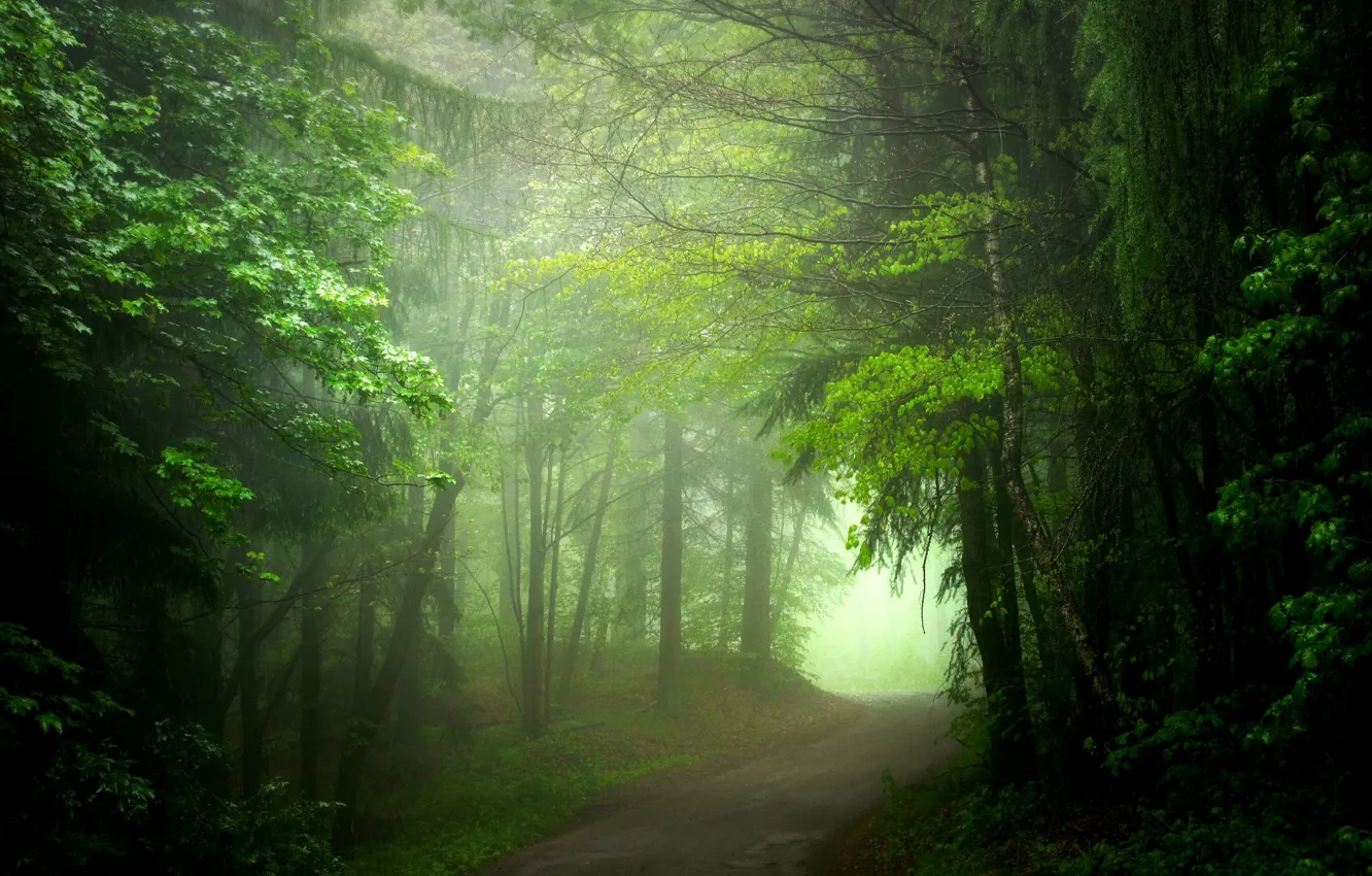 Photo wallpaper road, forest, summer, fog