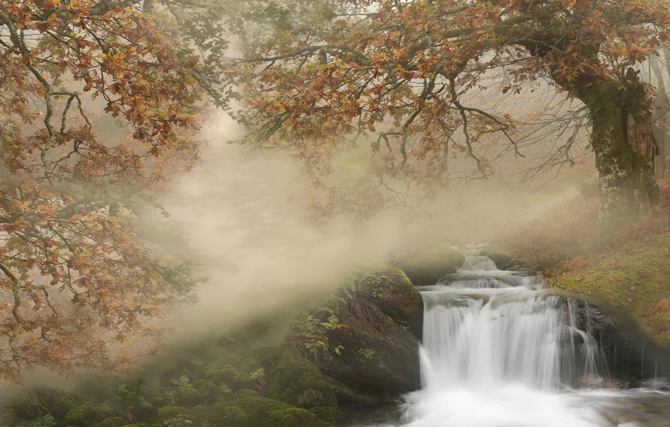 Photo wallpaper autumn, forest, trees, branches, nature, fog, stones, waterfall