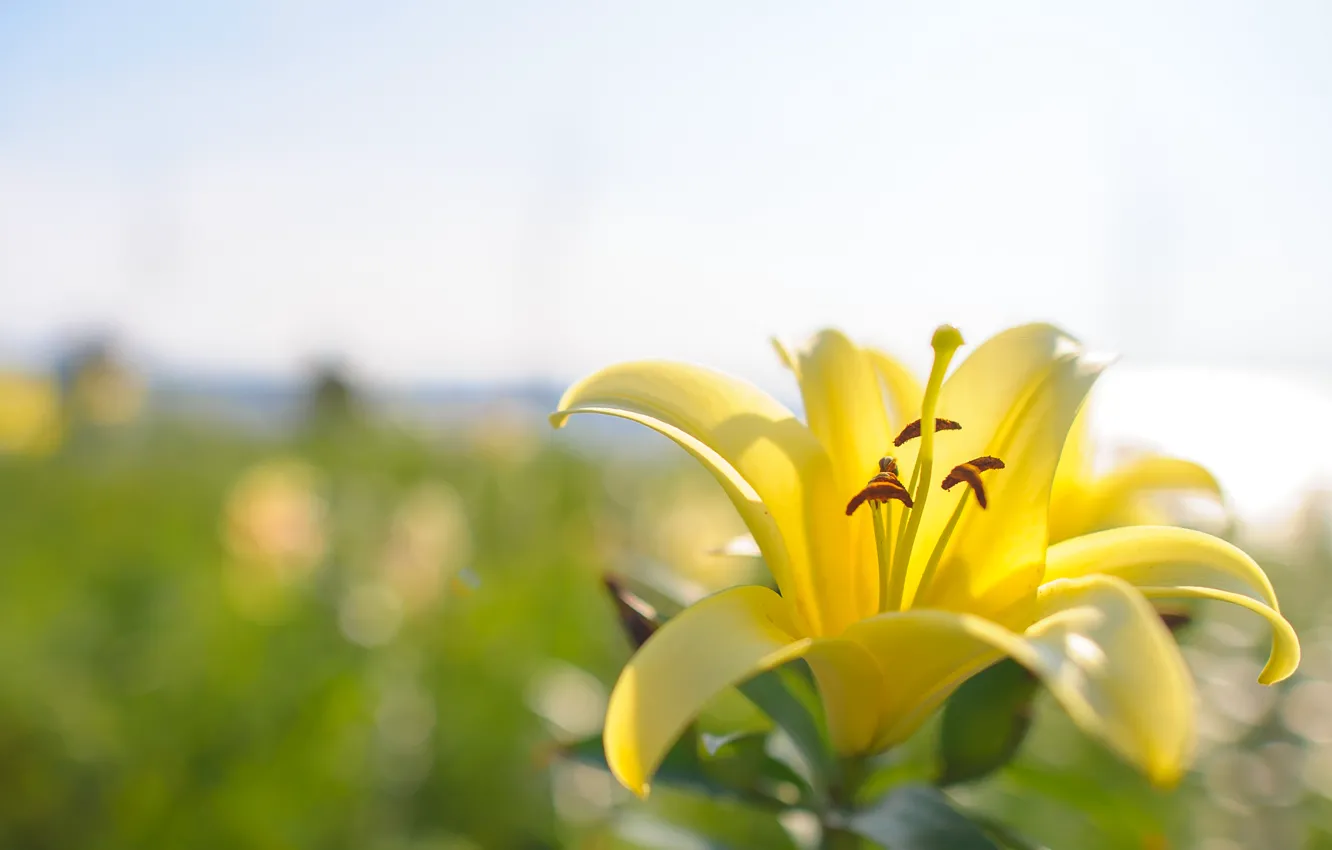Photo wallpaper field, the sky, Lily, petals, meadow, stamens