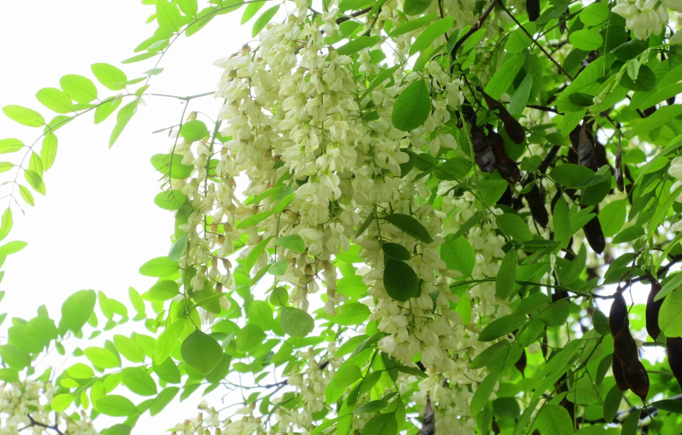 Photo wallpaper flowers, acacia, spring 2018, Meduzanol ©