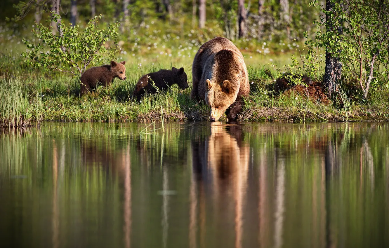 Photo wallpaper grass, light, nature, reflection, shore, bear, bear, drink