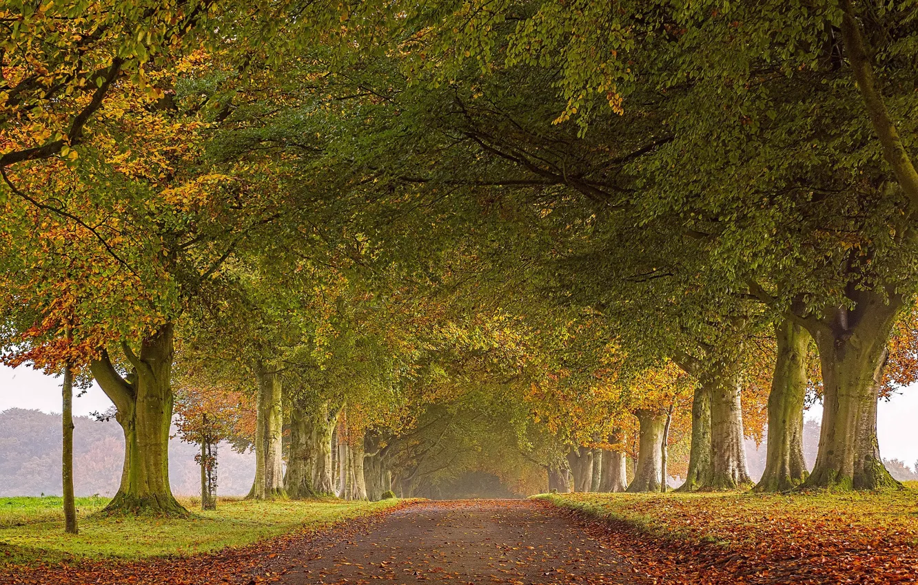 Photo wallpaper road, autumn, leaves, trees, England, alley, England, North Dorset