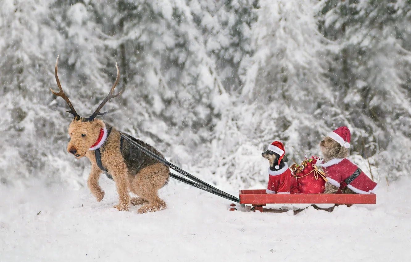 Photo wallpaper winter, dogs, snow, Christmas, New year, horns, sleigh, a bag with gifts