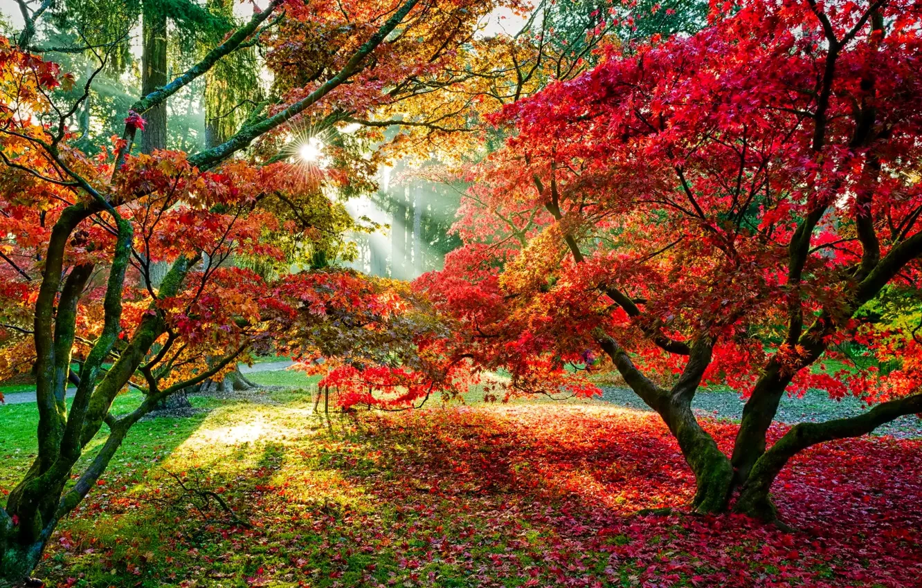 Photo wallpaper autumn, leaves, rays, light, trees, Park