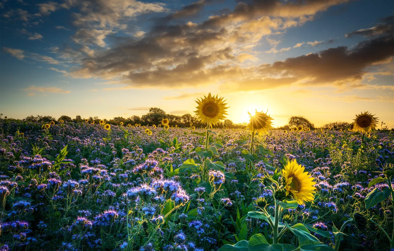 Photo wallpaper field, summer, the sky, the sun, clouds, rays, light, sunflowers