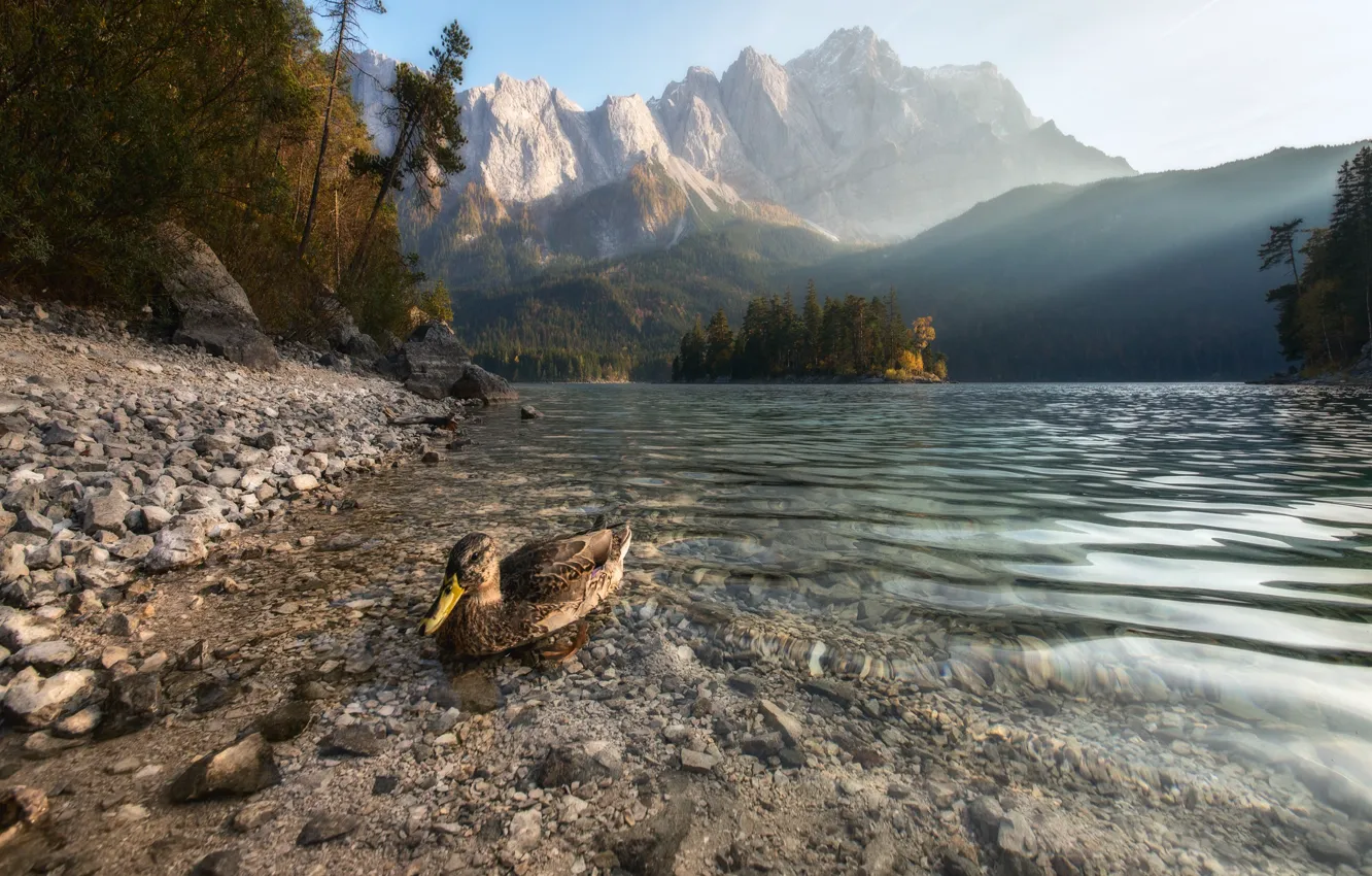 Photo wallpaper forest, landscape, mountains, nature, lake, bird, duck, morning