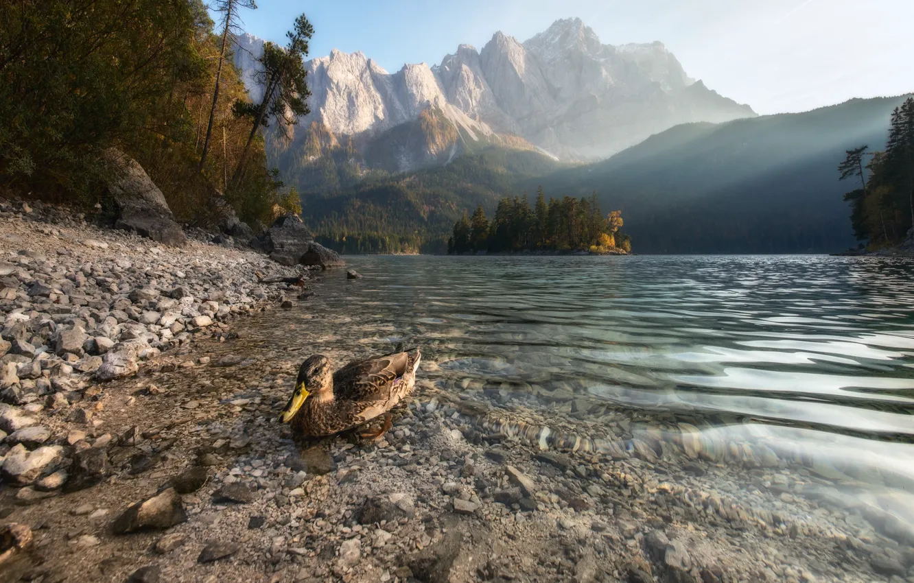 Photo wallpaper landscape, mountains, nature, lake, bird, morning, forest, duck