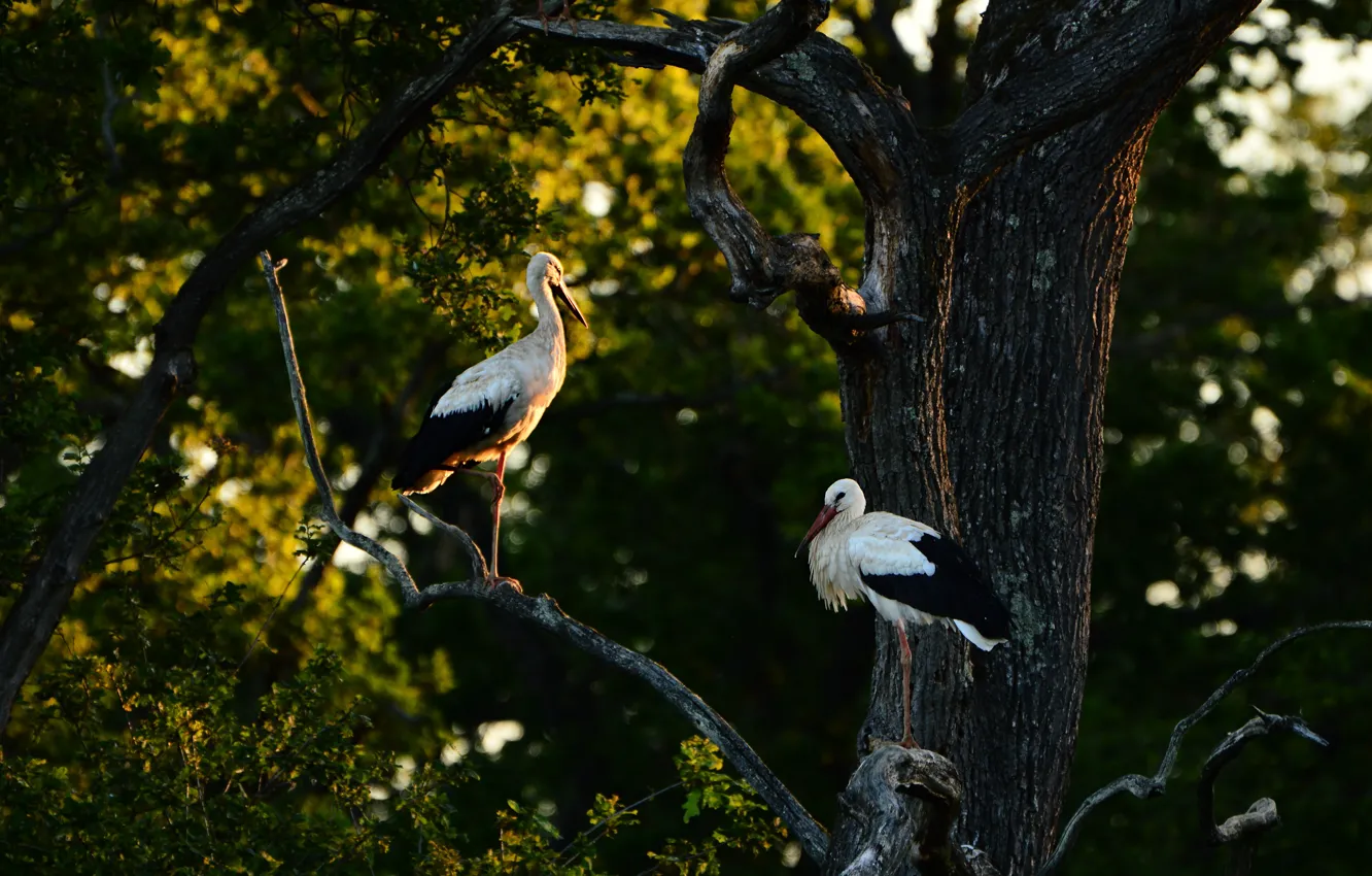 Photo wallpaper forest, trees, birds, branches, the dark background, two, pair, stork