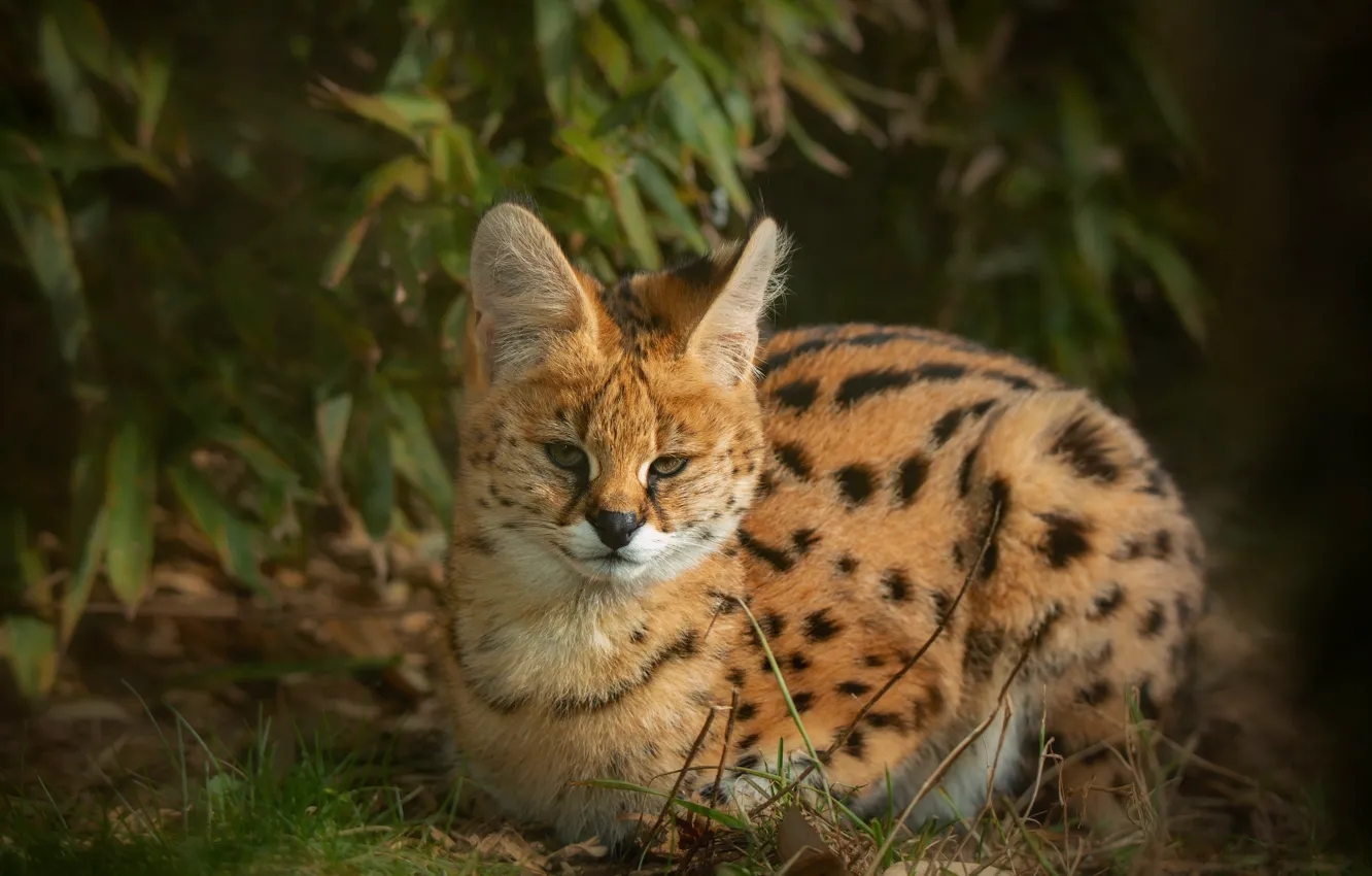 Photo wallpaper look, leaves, nature, lies, wild cat, Serval