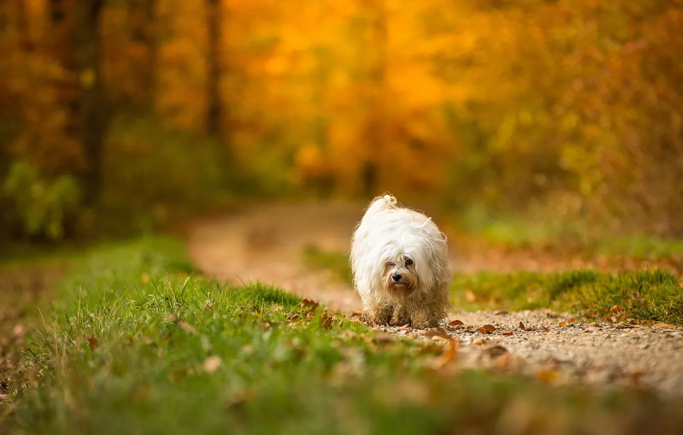Photo wallpaper autumn, look, each, dog