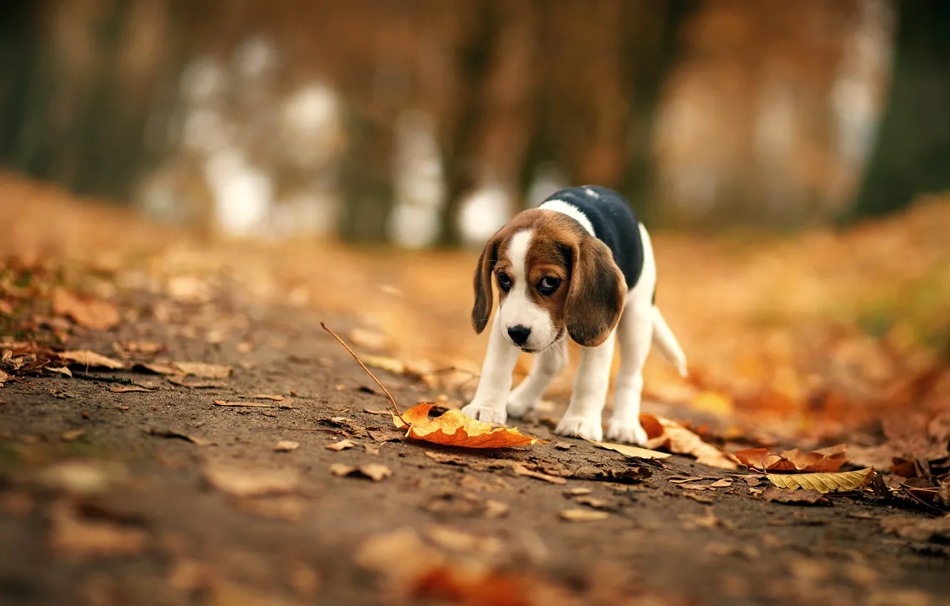 Photo wallpaper autumn, look, each, dog, Beagle