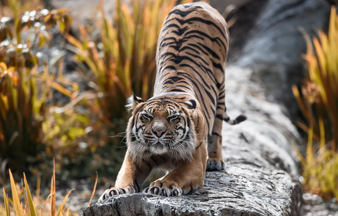 Photo wallpaper nature, tiger, beast