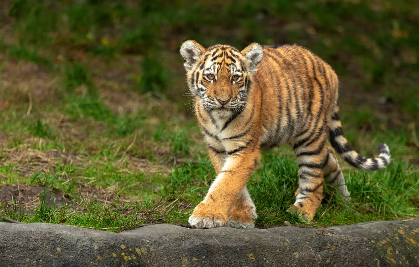Photo wallpaper grass, look, nature, stones, paws, walk, tiger