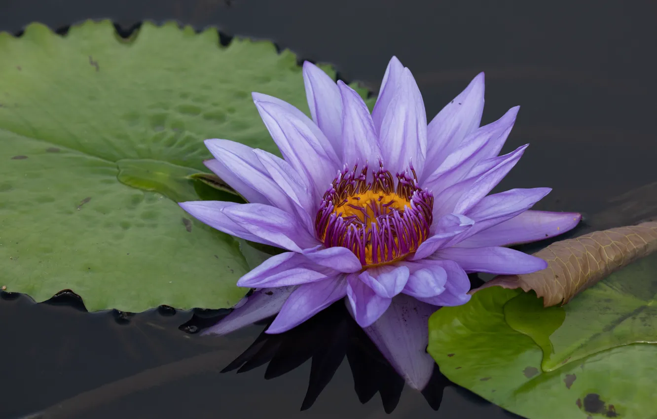 Photo wallpaper leaves, macro, flowers, lake, pond, background, Lily, petals