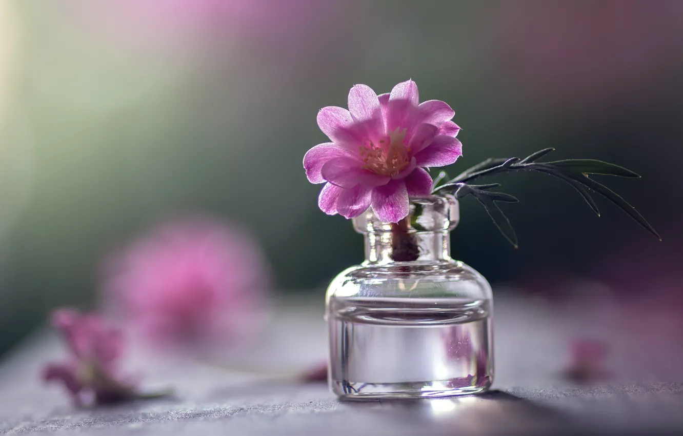 Photo wallpaper glass, leaves, water, light, flowers, green, table, background