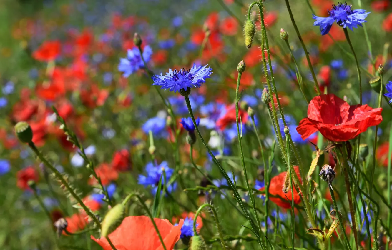 Photo wallpaper field, flowers, close-up, Maki, bokeh, cornflowers