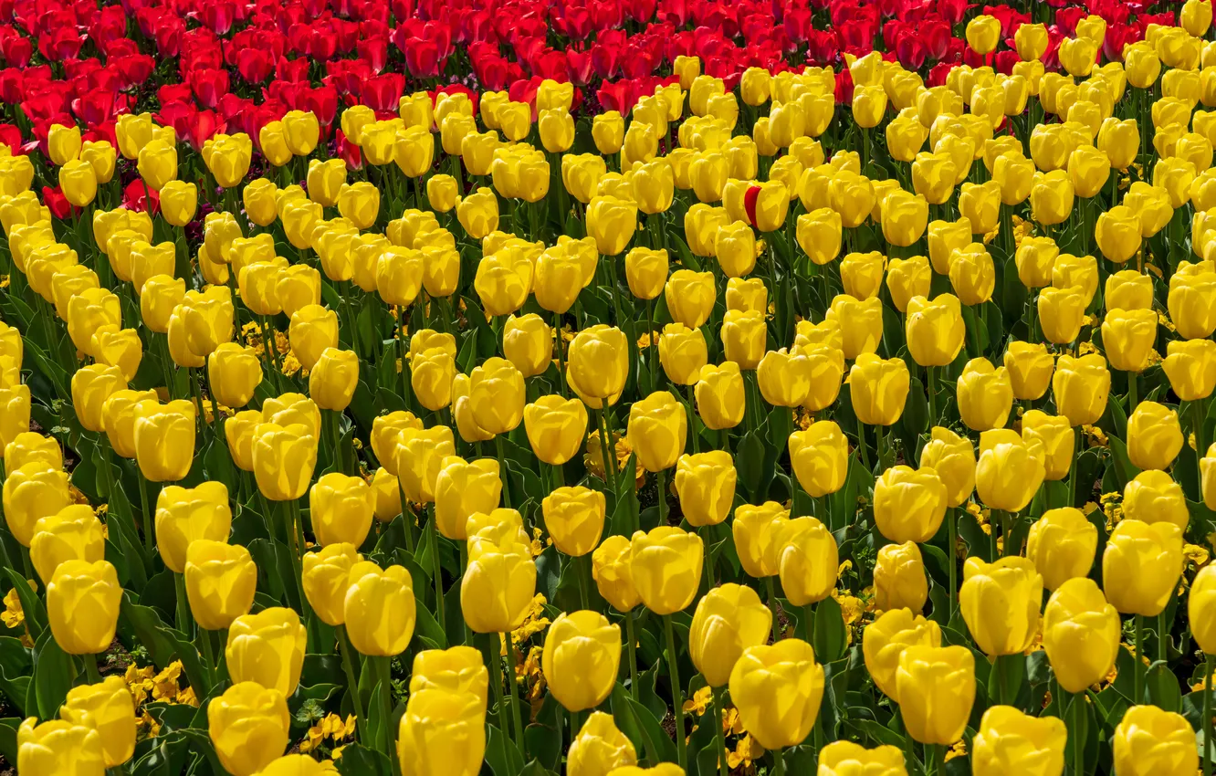 Photo wallpaper field, flowers, yellow, red, spring, tulips, buds, a lot