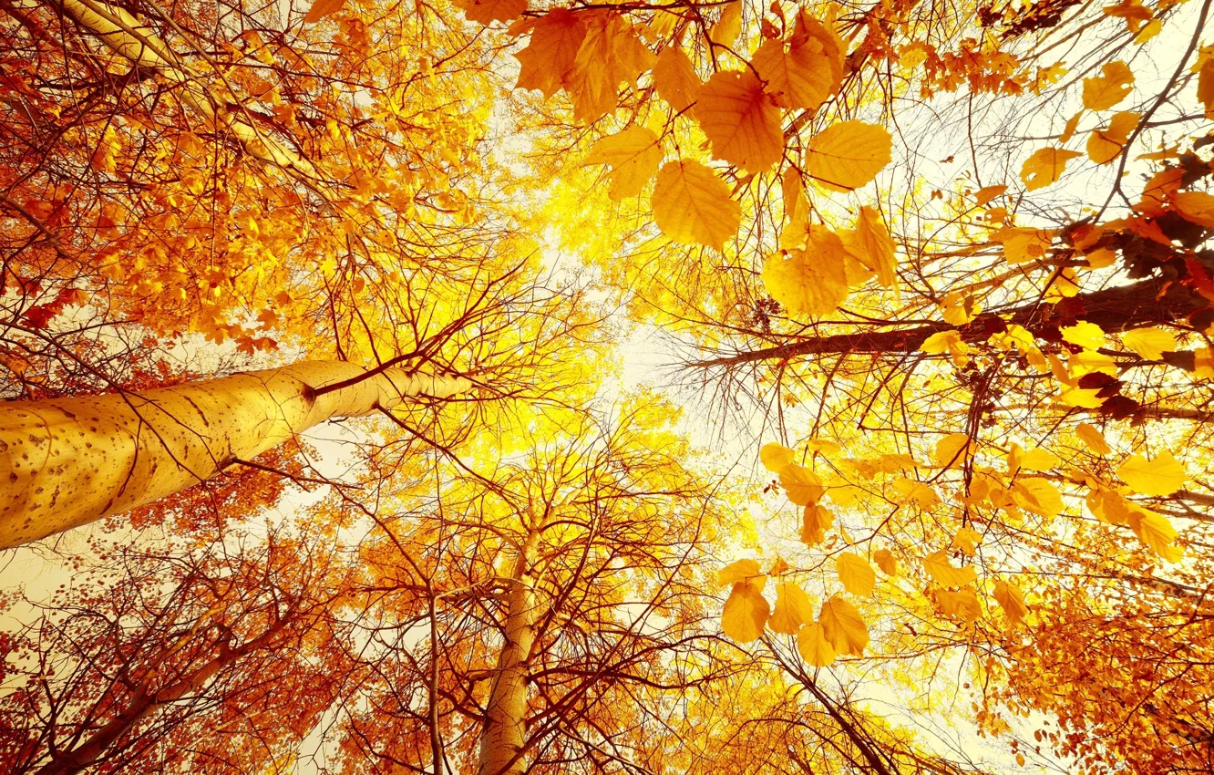 Photo wallpaper autumn, trees, foliage, Gold