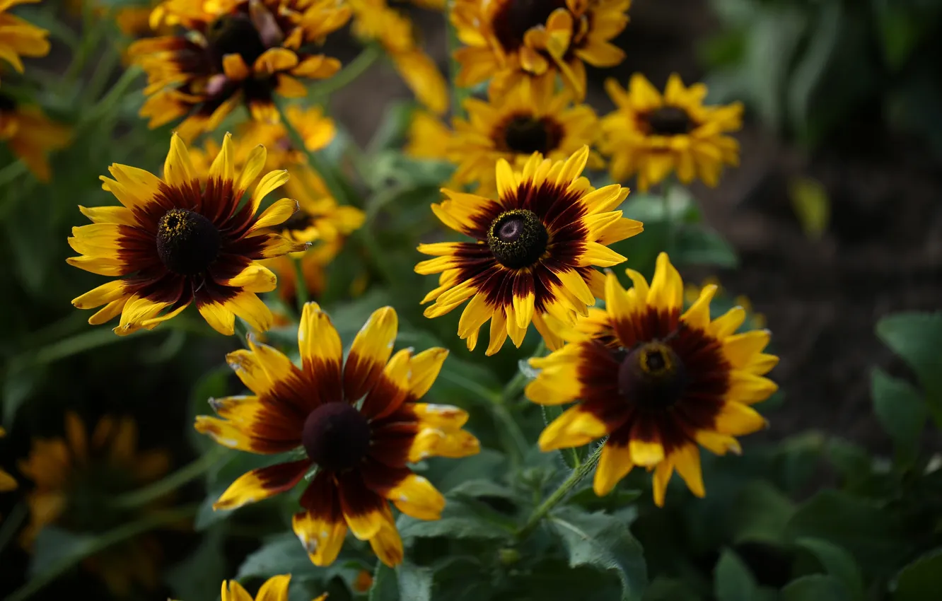 Photo wallpaper flowers, yellow, petals