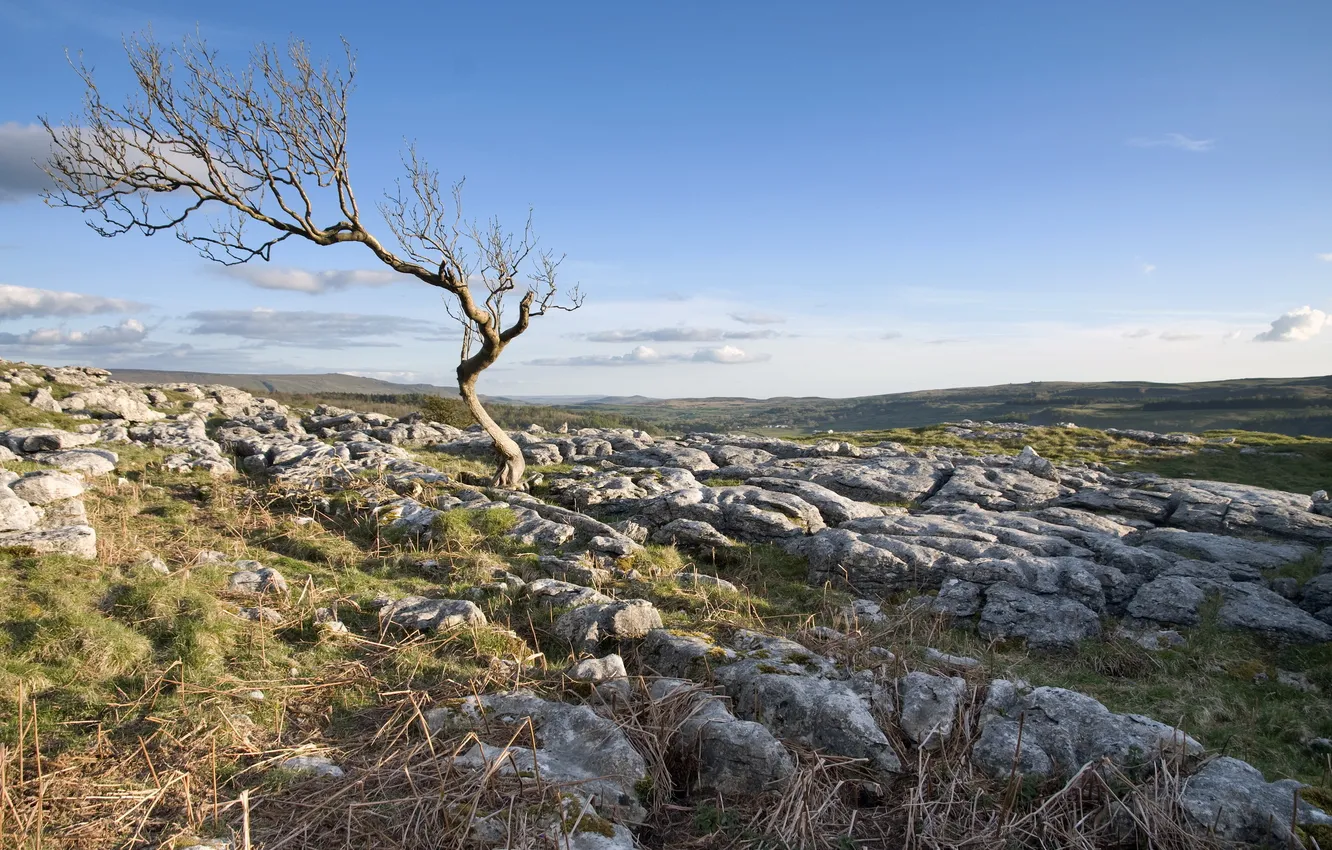 Photo wallpaper field, trees, landscape, stones