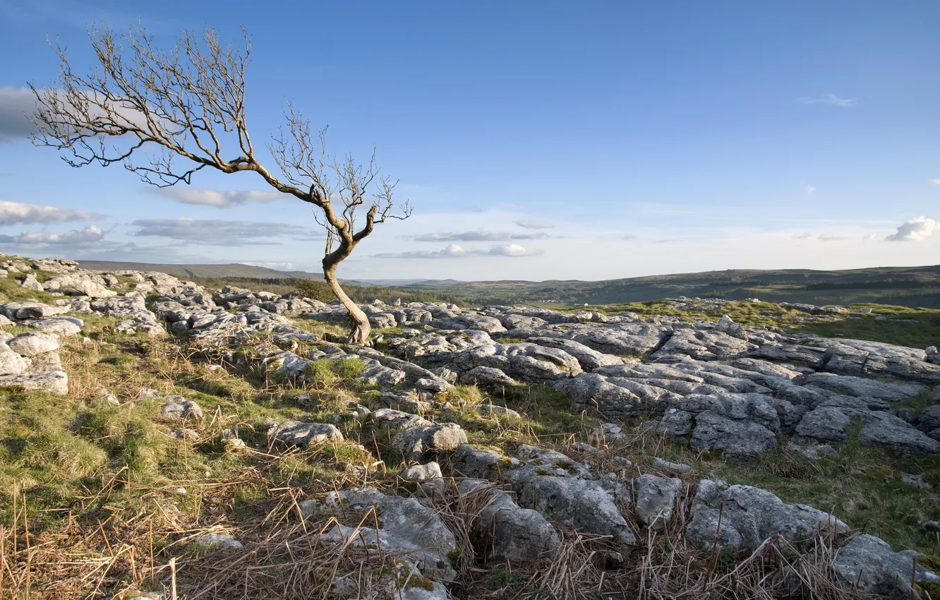 Photo wallpaper field, landscape, stones, tree