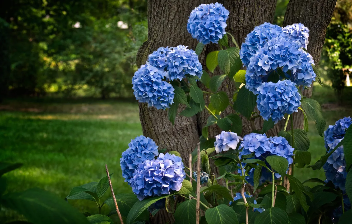 Photo wallpaper trees, flowers, blue, nature, trunk, hydrangea, hydrangea