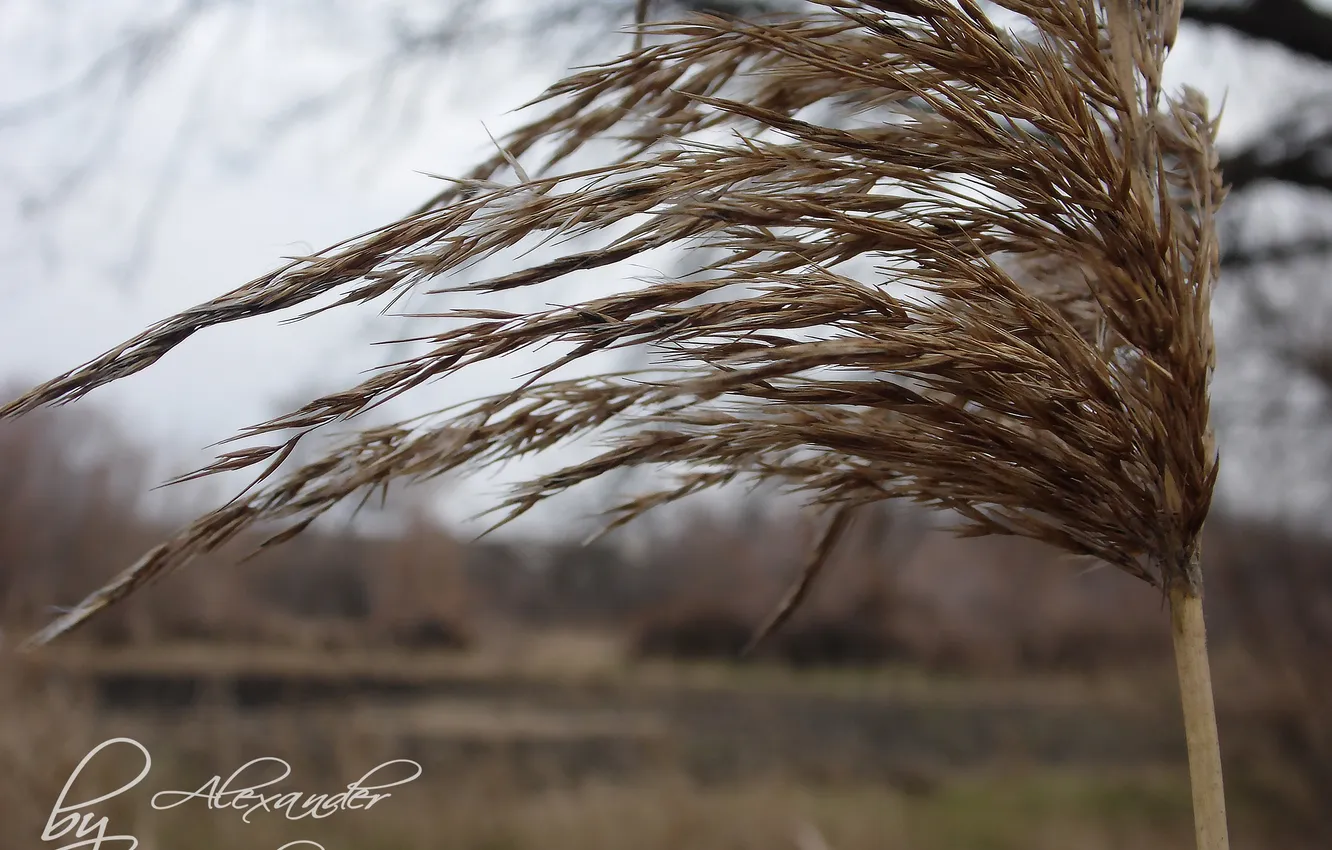 Photo wallpaper autumn, grass, macro, blur, spikelets