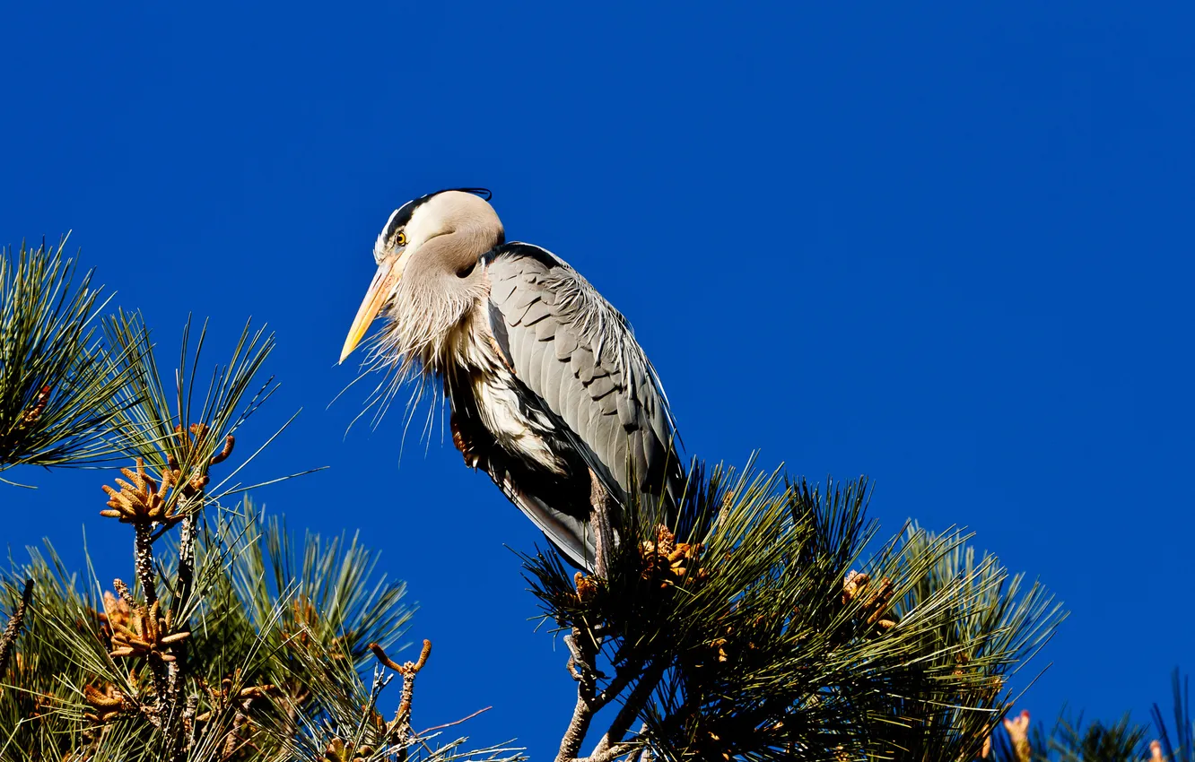 Photo wallpaper the sky, trees, bird, needles