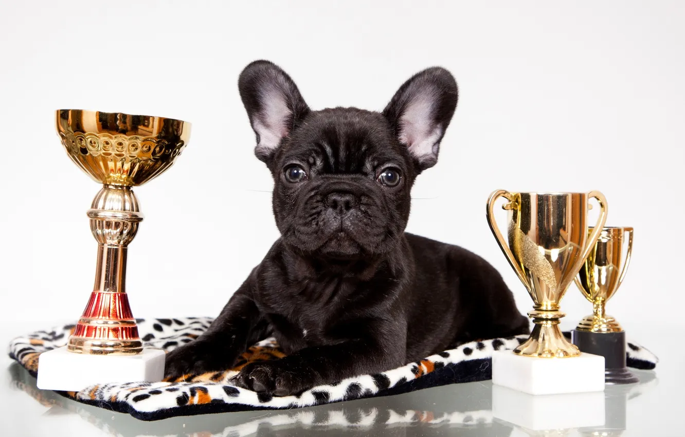 Photo wallpaper black, awards, puppy, bulldog, Cup, French
