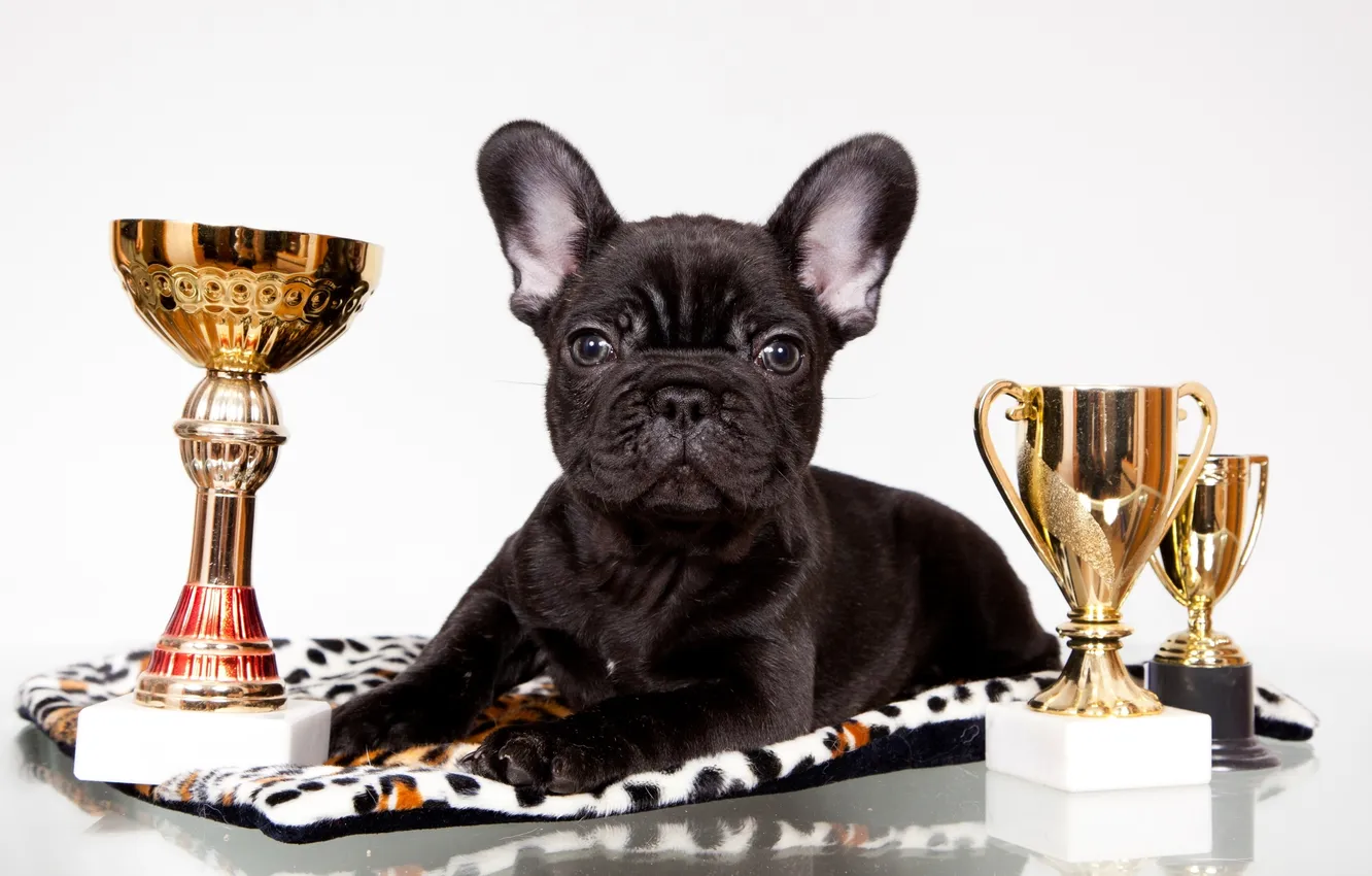 Photo wallpaper black, awards, puppy, bulldog, French, cups