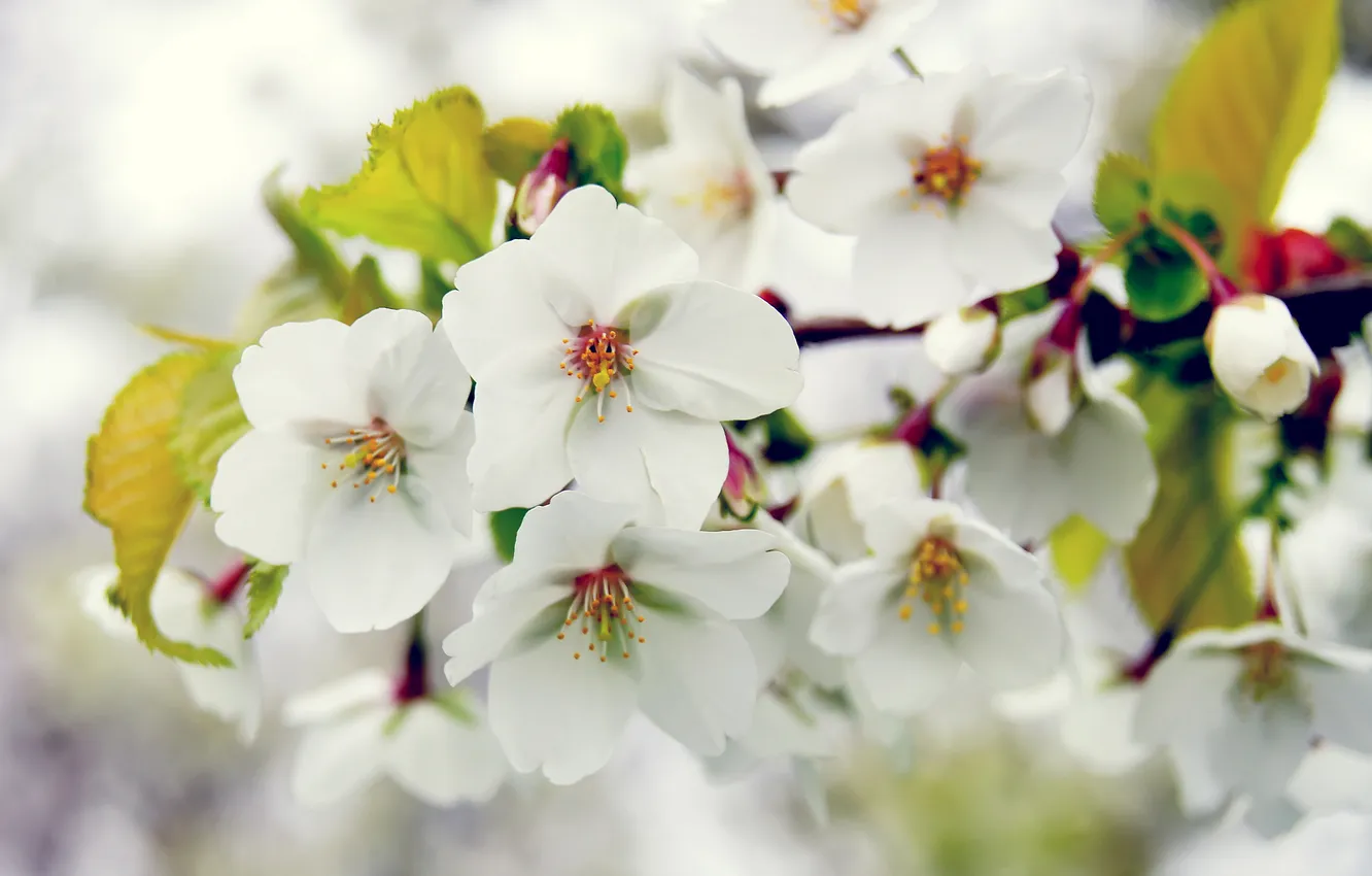 Photo wallpaper trees, branches, spring, Apple, flowering