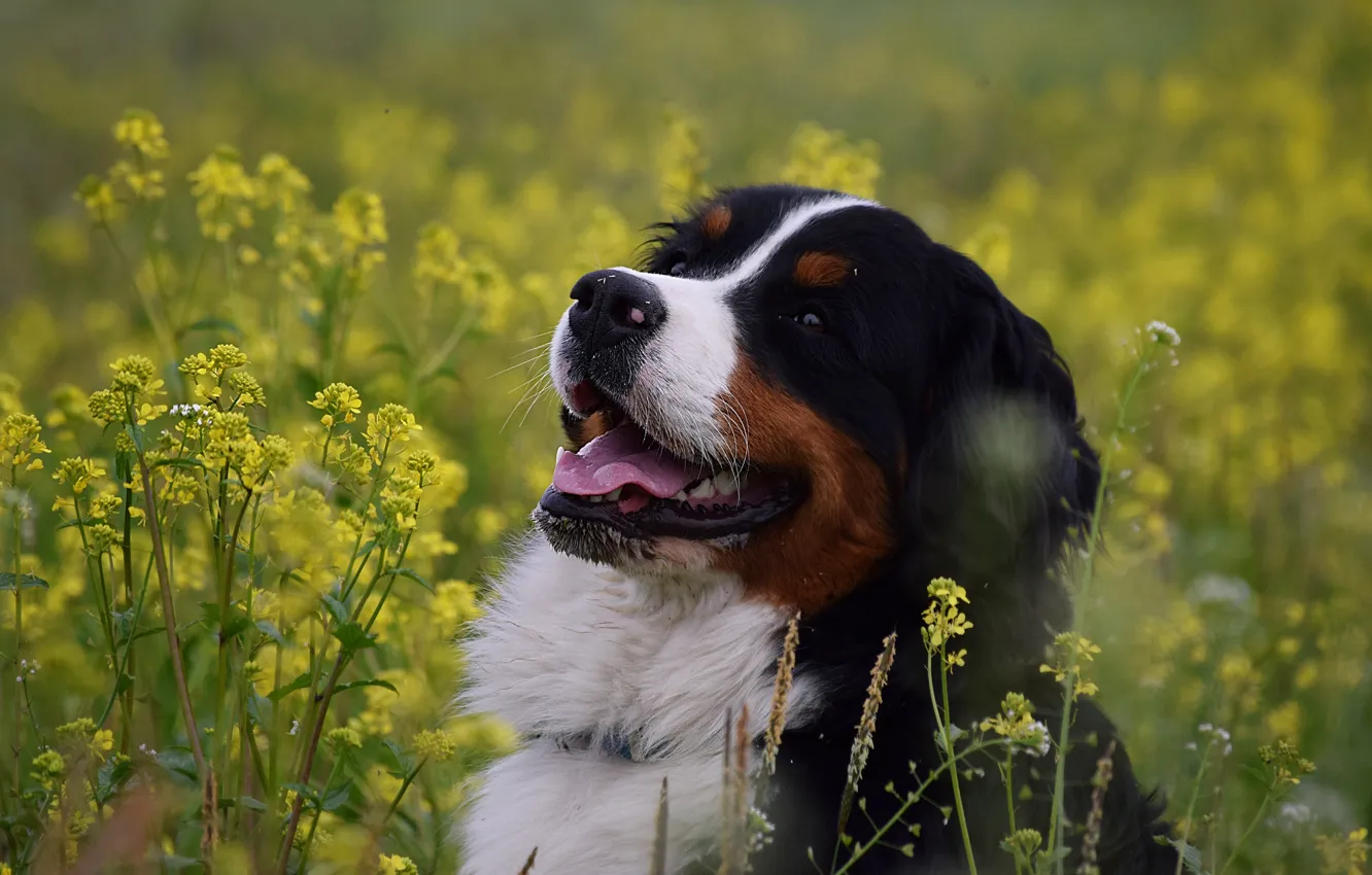 Photo wallpaper face, joy, flowers, dog, Bernese mountain dog