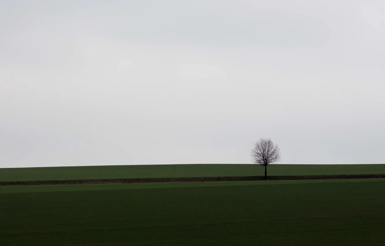 Photo wallpaper field, tree, countryside, cloudy